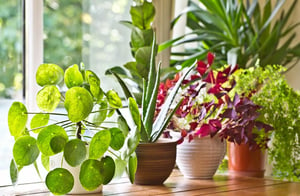 Industry-Leading National Movers’ Advice on How to Move Plants to Your New Home in Alexandria, VA, Sterling, VA, & Coral Springs, FL