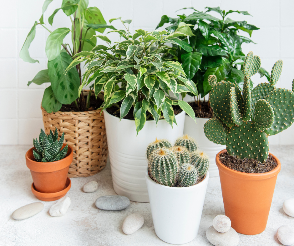 How to Move Plants to Your New Home